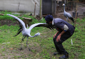 South Africa?s Blue Crane Battling Extinction Amidst Changing Landscapes