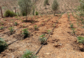 A view shows cannabis plants at a field near the northern town of Bab Berred