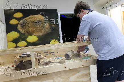 Florida animal cafe offers capybara encounters