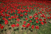 View shows installation of 30,000 ceramic poppies commemorating the 80th anniversary of Victory in Europe (VE) Day in London
