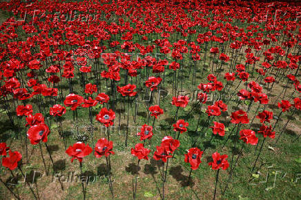 View shows installation of 30,000 ceramic poppies commemorating the 80th anniversary of Victory in Europe (VE) Day in London