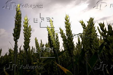 Cereal field in Belgium