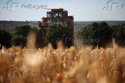 Coffee beans plantation near Brasilia
