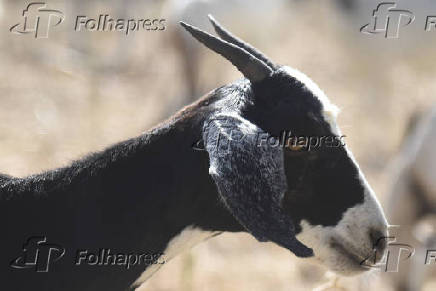 Agropecuaria