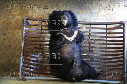 Analistas demandan a Florida para impedir la primera cacería de osos negros en diez años