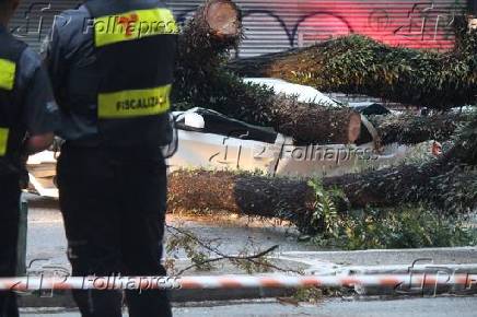 Queda de árvore mata taxista no centro de São Paulo