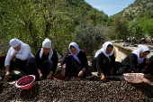 Yazidi women clean olives to extract oil, inside the Lalish temple in Shekhan district, near Duhok province