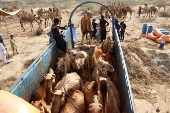 Livestock market in Karachi ahead of Eid al-Adha