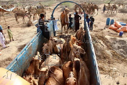Livestock market in Karachi ahead of Eid al-Adha