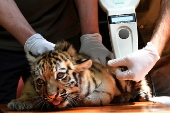 First media appearance of two tiger cubs born at the Budapest Zoo in April