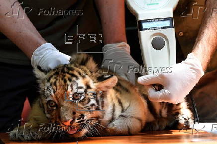 First media appearance of two tiger cubs born at the Budapest Zoo in April