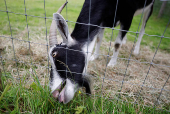 A goat eats grass, in Lullymore
