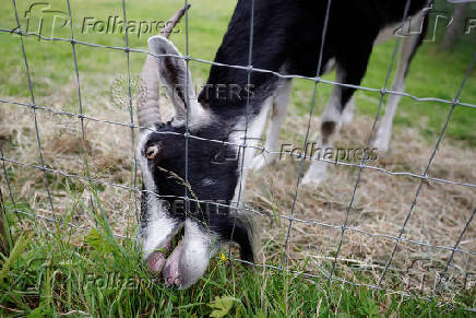 A goat eats grass, in Lullymore