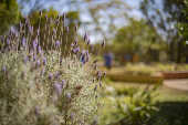 Jardim Botânico de Brasília