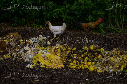 Galinhas se alimentam de restos em leira de compostagem em SJC