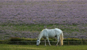 A horse grazes near a field of Lacy Phacelia in Chenies