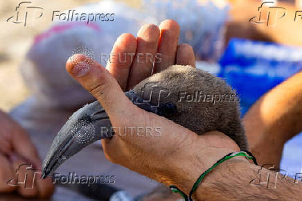 Flamingo chicks are fitted with identity rings in the Fuente de Piedra natural reserve, near Malaga