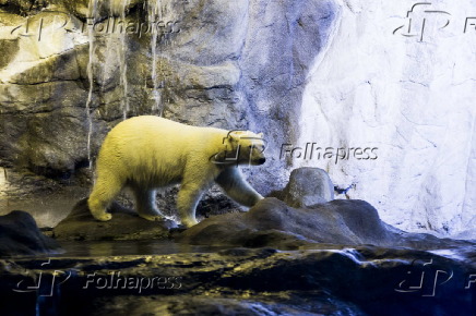 Urso polar no Aquário de São Paulo, no sudeste da cidade de São Paulo