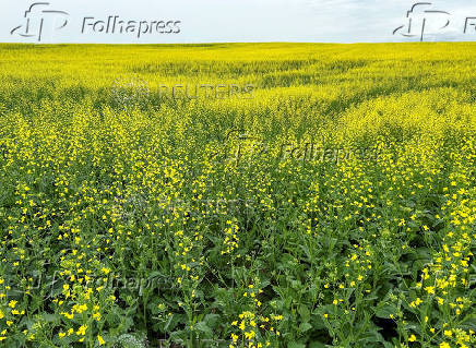Canadian crops look good but resting on knife's edge at mid season