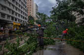 Chuva forte derruba árvore na avenida 9 de Julho