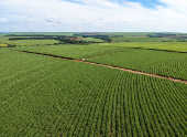 Vista aérea de drone de uma plantação de cana-de-açúcar em Pederneiras