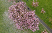 A drone view shows a person walking along an avenue of blossoming Cherry trees in The Stray park in Harrogate, Britain