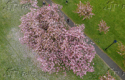 A drone view shows a person walking along an avenue of blossoming Cherry trees in The Stray park in Harrogate, Britain