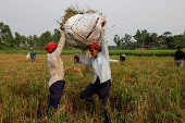 Bangladeshi labourers carry a sack of paddy as they harvest from a field in Munshiganj
