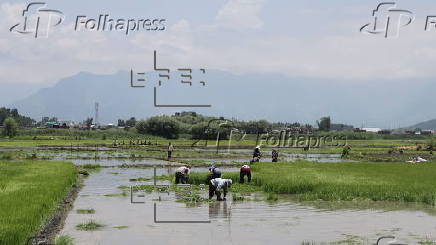 Rice planting season in Srinagar