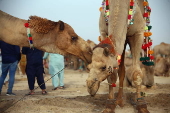 Livestock market in Karachi ahead of Eid al-Adha