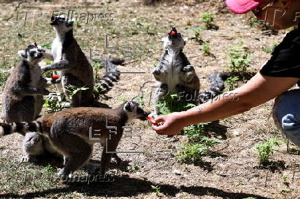 Animals at Skopje zoo receive frozen fruit amid heatwave