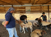 Palestinians accuse settlers of slaughtering their sheep