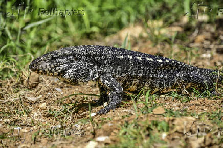 Vista de um lagarto Teiú