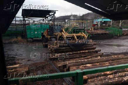A loader transports logs into the sawmill at Gorman Bros. Lumber Ltd. in West Kelowna