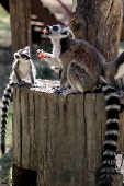 Animals at Skopje zoo receive frozen fruit amid heatwave