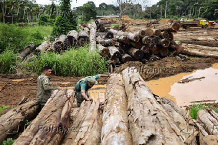FILE PHOTO: Illegal loggers are key players in carbon credit schemes in Brazil