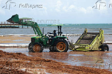Sargassum seaweed blankets beaches in the Dominican Republic
