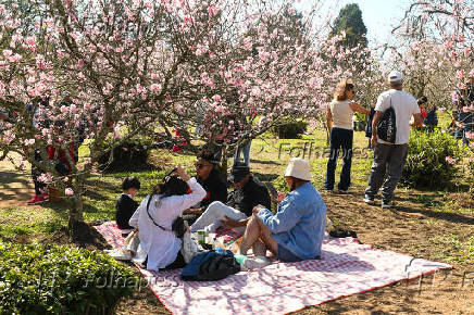 Terceiro dia da Festa das Cerejeiras 2025 no Parque do Carmo
