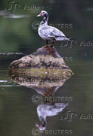 A bird stands in an area affected by a wildfire, in Ribaute