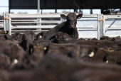 Angus beef cattle stand in a yard at Coombing Park farm in Carcoar
