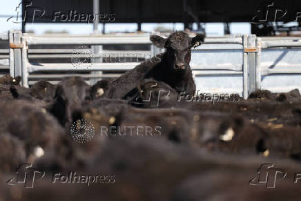 Angus beef cattle stand in a yard at Coombing Park farm in Carcoar
