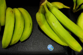 Chiquita Panama announces mass firing of banana workers after strike