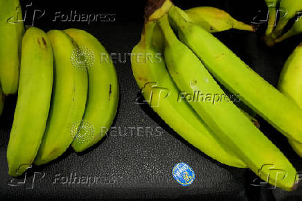 Chiquita Panama announces mass firing of banana workers after strike