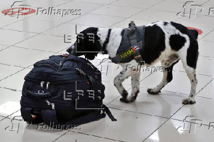Aeropuertos cubanos intensifican control antidroga con nuevas medidas