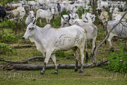 Gado de corte é manejado em pasto em São José dos Campos