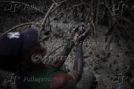 Brazil's Amazon mangroves: climate guardians, economic lifeline for thousands