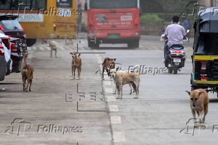 Supreme Court orders to move all stray dogs from Delhi-NCR to animal shelters