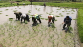 Rice planting season in Srinagar