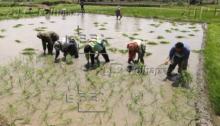Rice planting season in Srinagar