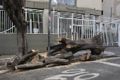 Queda de árvore no Jardim Paulista